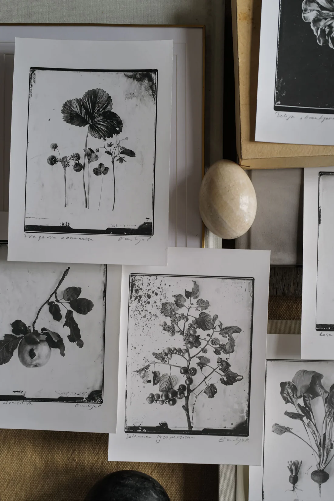 Ovo Fineartsilverprint02