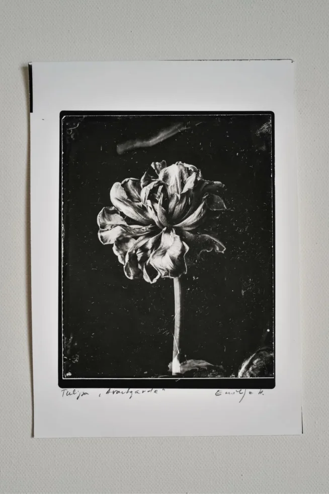 Ovo Silverprint03