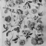 Ovo Silverprints Rosesherbariumii1 40544429 938a 46e1 85a3 D73d2ee2ba41