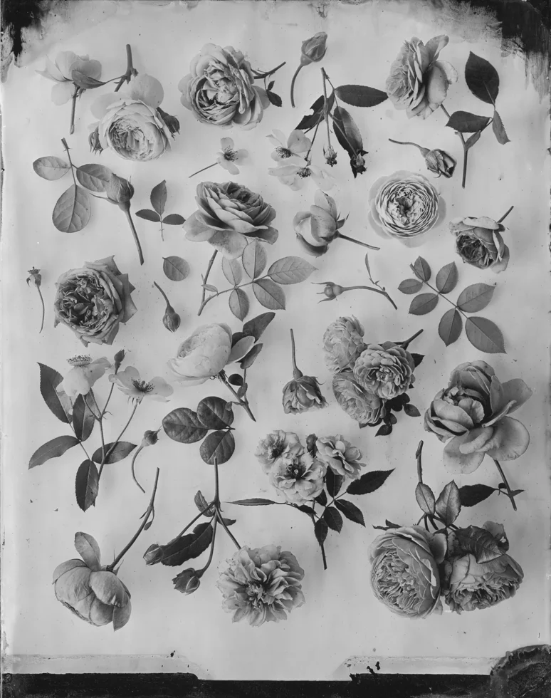 Ovo Silverprints Rosesherbariumii1 40544429 938a 46e1 85a3 D73d2ee2ba41 Ovo Silverprints Rosesherbariumii1 40544429 938a 46e1 85a3 D73d2ee2ba41