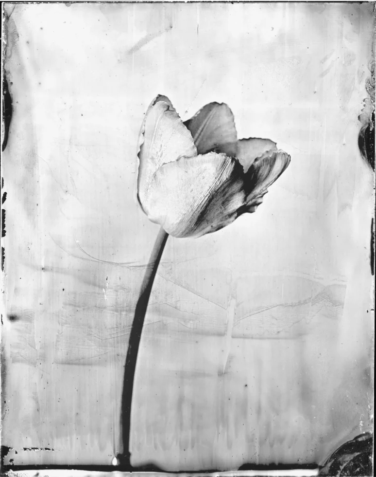 Tulip Variant