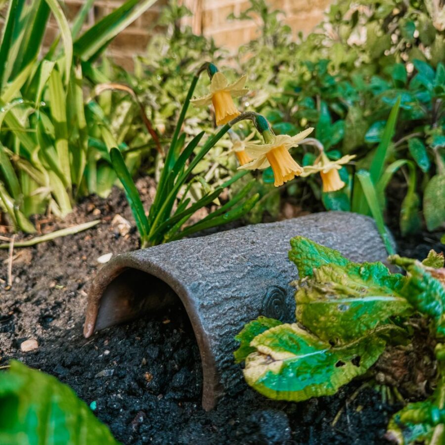 Hollow Log (1)
