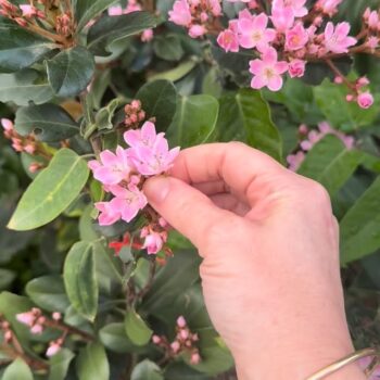 למי שמתכננת להתחדש במנורה בקבוצה שתפתח היום (עם 20% הנחה!), אני ממליצה מכל הלב לרכוש גם את מייבש הפרחים ואת הקיט להכנת סילואטות מפרחים מיובשים🌸🌼🌷 זו פעילות שמוציאה את הילדים החוצה לטבע ולאחר מכן מחזירה אותם לשקט של הבית. סידור הפרחים על דף הסילואטה מעודד ריכוז, דמיון ומוטוריקה עדינה (אנחנו שילבנו הפעם גם חתיכות נייר עיתון ואפילו יצרנו מובייל מפרחים מיובשים שנשארו לנו). זו לא פעילות חד פעמית - אפשר ליצור אינסוף סילואטות למנורה שלכם✨ כל כך מומלץ! @toverlux