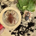 Bugs – Sensory Play Stones (5)