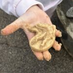 Dig And Discover – Triceratops & Spinosaurus (7)