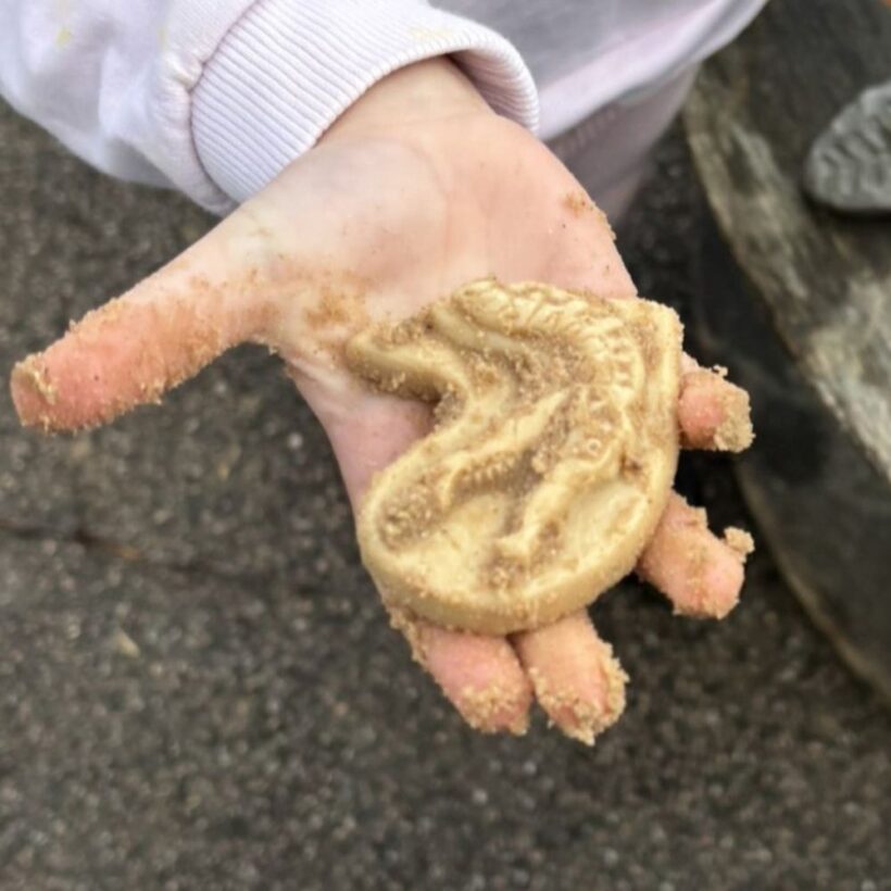Dig And Discover – Triceratops & Spinosaurus (7)