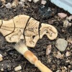 Dig And Discover – Triceratops & Spinosaurus (8)