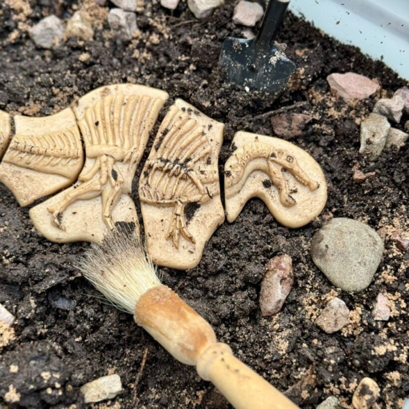 Dig And Discover – Triceratops & Spinosaurus (8)