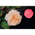 Flowers – Sensory Play Stones (7) Flowers – Sensory Play Stones (7)
