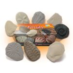 Let's Investigate Fossils (1)