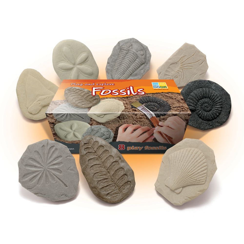 Let's Investigate Fossils (1)
