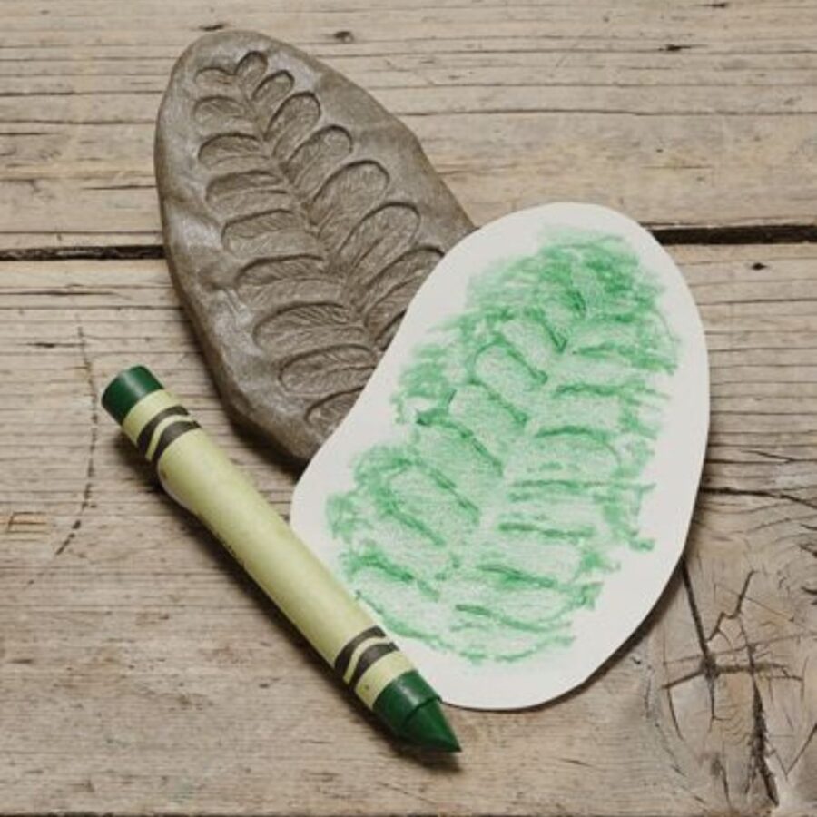 Let's Investigate Fossils (2)