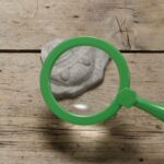 Let's Investigate Fossils (4)