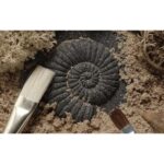 Let's Investigate Fossils (6)