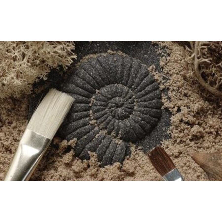 Let's Investigate Fossils (6)