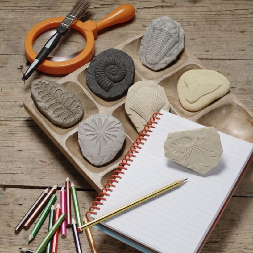 Let's Investigate Fossils (7)