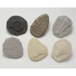 Let's Investigate Fossils (8)