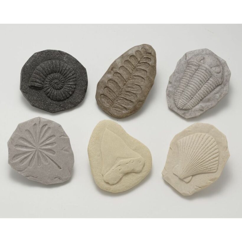 Let's Investigate Fossils (8)