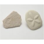 Let's Investigate Fossils (9)
