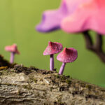 Magic Mushrooms Set~3510 Magic Mushrooms Set~3510